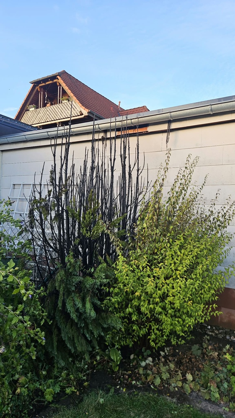 2026 09 30 FF Salmuenster Einsatz Brand Thuja Hecke 2026 001
